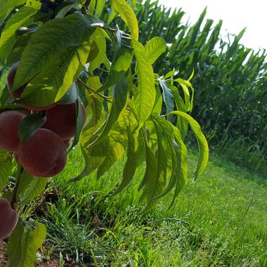 Corte Delizie - foto 11